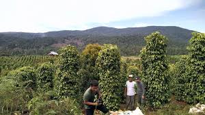 Rubah RTRW, Kery Bakal Rubah Perkebunan Routa Jadi Daerah Industri