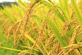 Beras Konawe Masih Bisa Talangi Kebutuhan Sultra