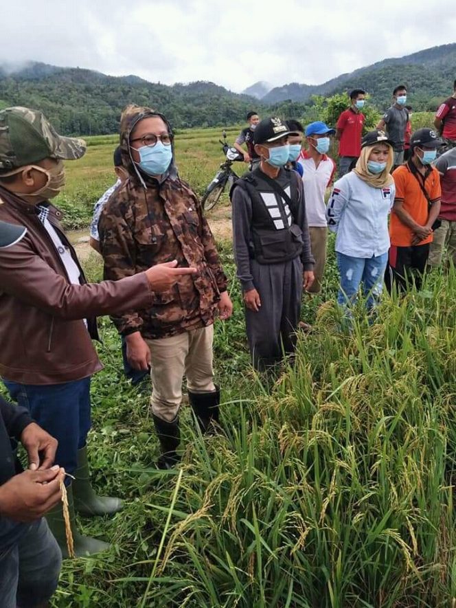 
					Wakil Bupati Konawe Gusli Topan Sabara dalam beberapa kesempatan turun langsung meninjau panen padi petani di kecamatan Padangguni. Foto.doc.SH