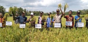 Konawe Terus Kembangkan Produksi “Emas Putih”
