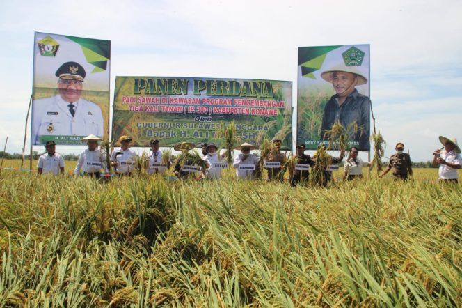 
					Panen Perdana, Bupati Konawe : Produksi Beras Terus Melimpah