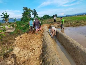 Ikut Sukseskan Program Sejuta Ton Beras, Pemdes Puundombi Bangun Saluran Tersier