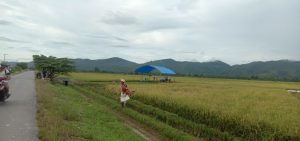 MT Pertama, 6.083 Hektare  Sawah Tidak Berproduksi, Konawe Terancam Kehilangan 30 Ribu Ton Gabah