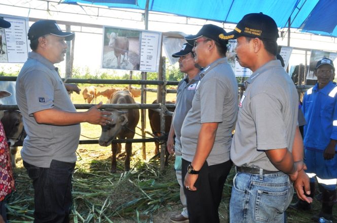 
					Genjot Populasi Ternak Sapi, Disnakeswan Konawe Siapkan 9 Ribu Dosis IB