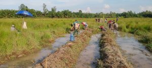 Pemdes Bersama Warga Lamelay Bangun Saluran Persawahan