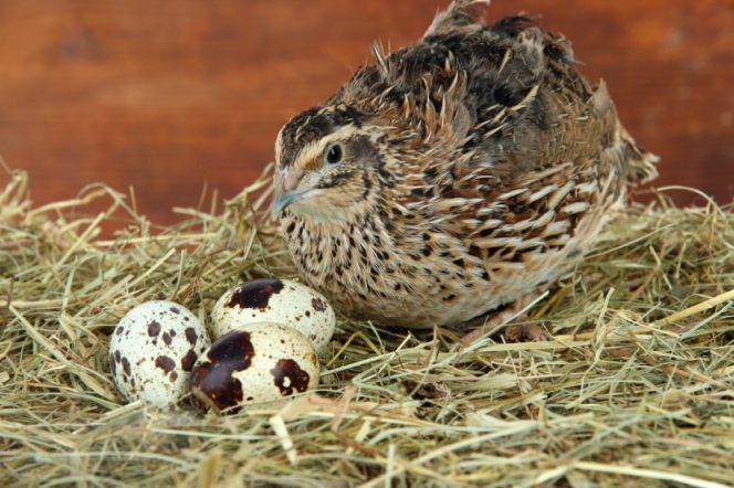 
					Pemkab Konawe Tertarik Kembangkan Peternakan Burung Puyuh