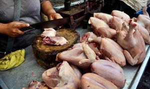 Disnakeswan Konawe Tegaskan Usaha Ayam Potong Belum Penuhi Prosedur, Pengusaha: Kami Siap Diatur