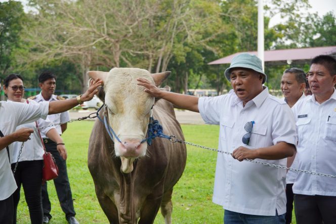 
					Bupati Konawe Lepas Sapi Simental Seberat 1 Ton Untuk Presiden Republik Indoensia
