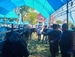 Populasi Meningkat, Pemkab Konawe Gelar Kontes Ternak Sapi dan Panen Pedet