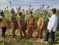 Konawe Jadi Pilot Project Penanaman Sorgun
