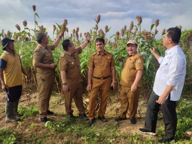 
					Konawe Jadi Pilot Project Penanaman Sorgun