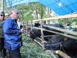 Progam Sejuta Sapi Sukses, Kini Produksinya Tembus 84 Ribu Ekor