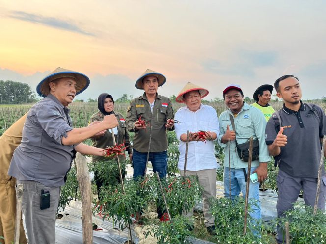 
					Komoditi Tomat dan Cabai Bisa jadi Usaha Penyangga Bantu Tekan Inflasi di Konawe