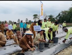 Bersama Petani dan OPD, Pj Bupati  Konawe Tanam Cabai Serentak di Nario Indah