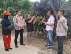 Desa Lalombonda Bakal Jadi Kampung Tematik Buah Kelengkeng