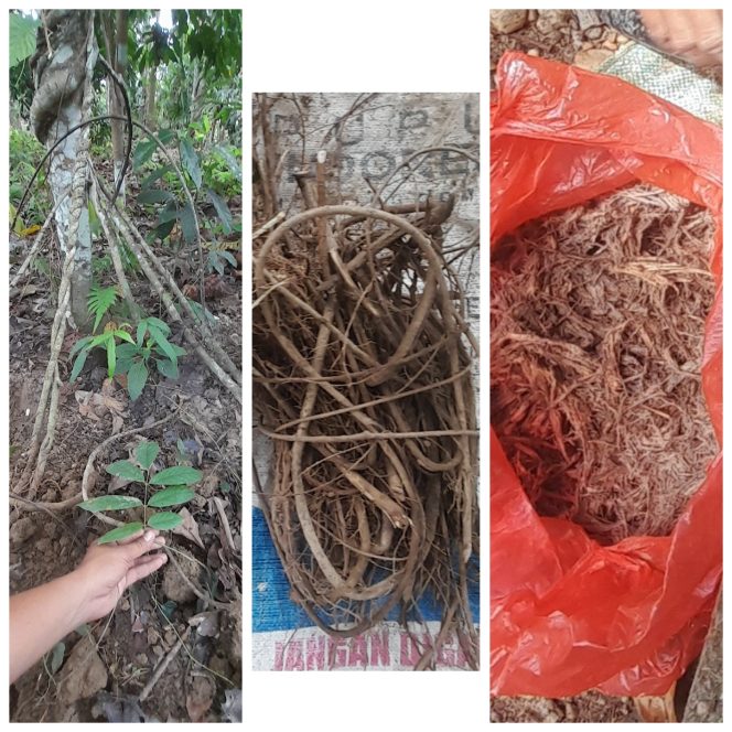 
					Tradisi Molupai Orang Tolaki Masih Dilestarikan, Mengandung Makna Kebersamaan